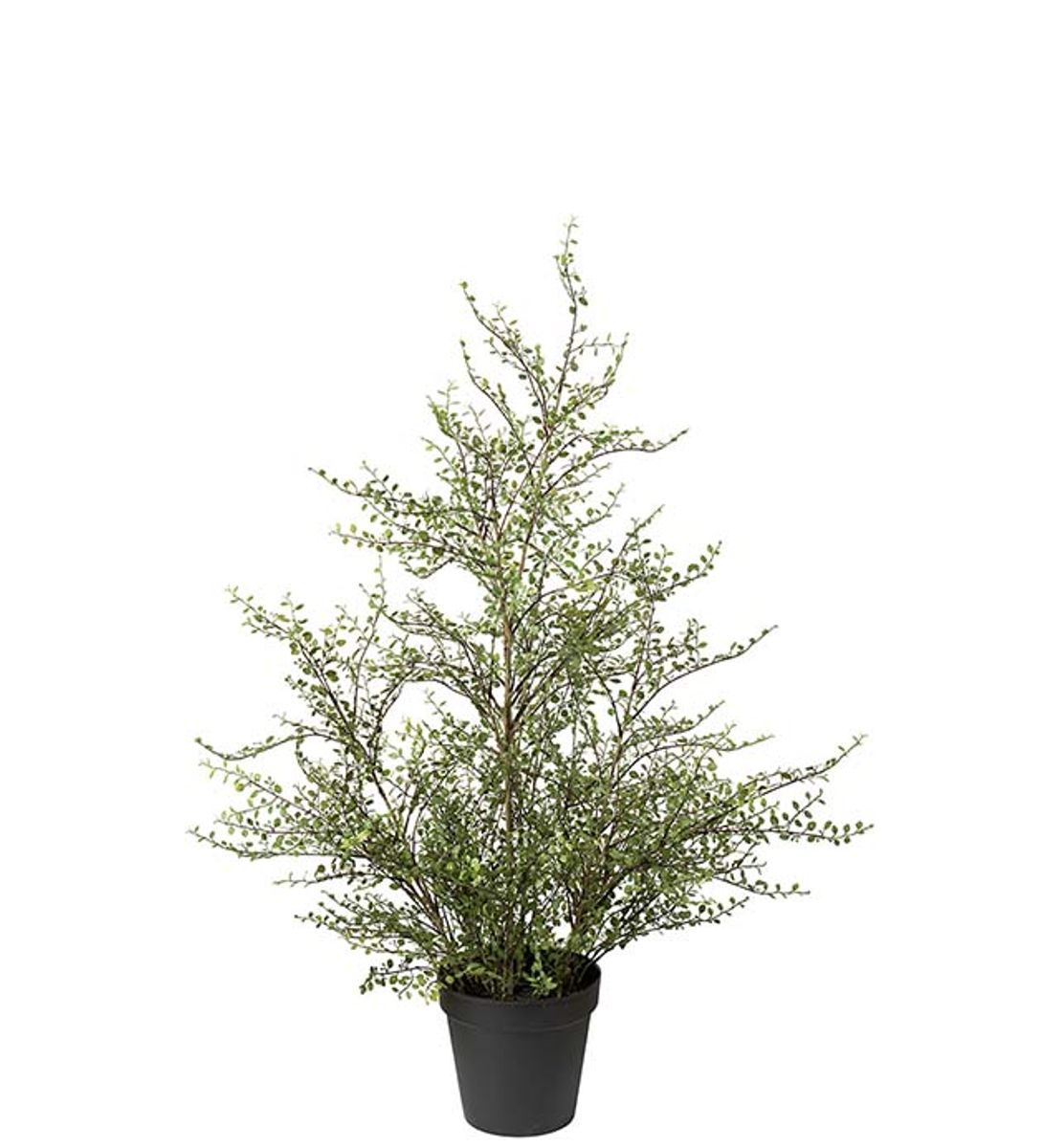 Muehlenbeckia - Pletter i luften tre (120 cm) grønn