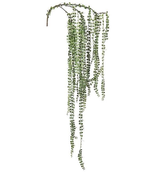 Hovedbilde Senecio (grønn 110 cm)